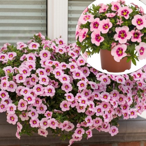 Calibrachoa 'Bloomtastic Rose Quartz' - Puispetuunia 'Bloomtastic Rose Quartz'